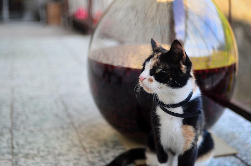 科尼茨旅馆酒店 外观 照片